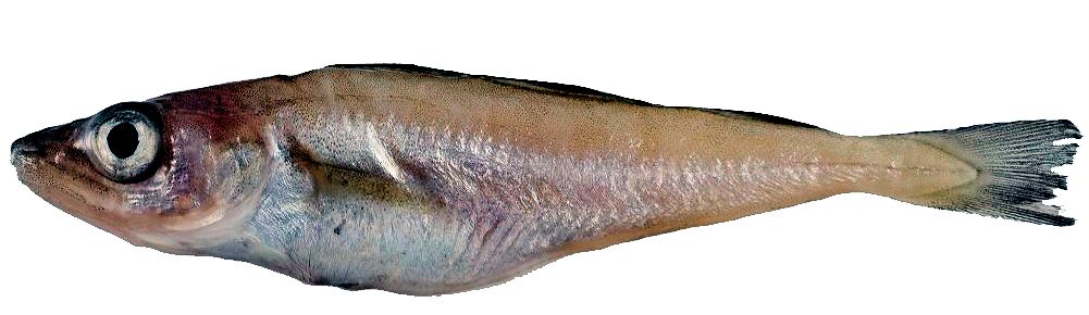 Merlangius merlangus_023254